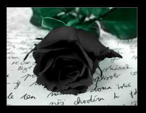 Black_rose